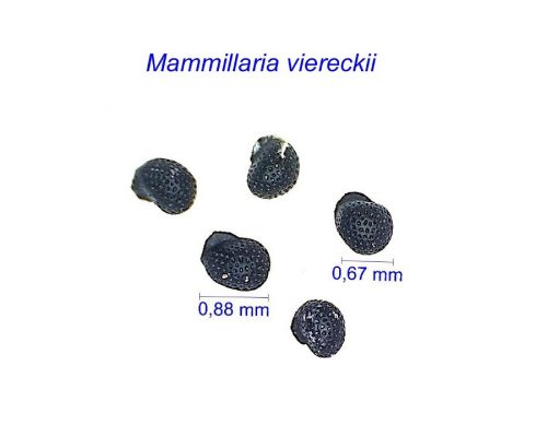 بذر Mammillaria viereckii