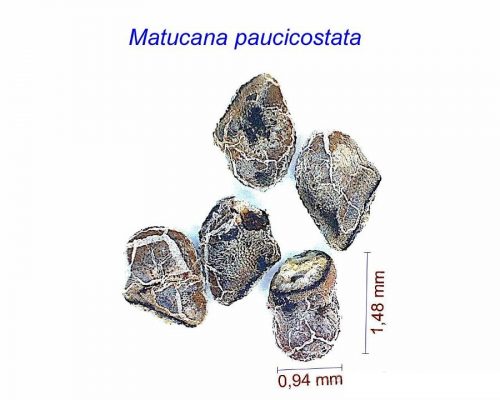 بذر Matucana paucicostata