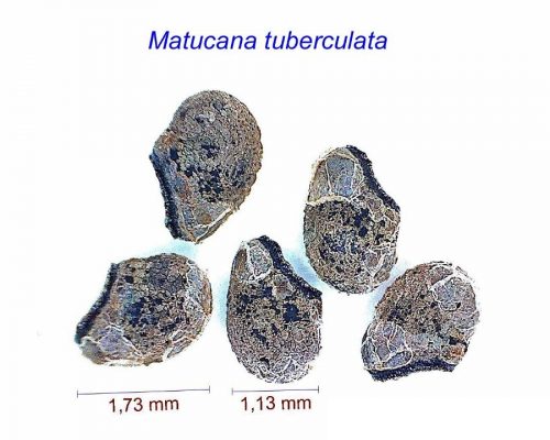 بذر Matucana tuberculata