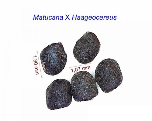 بذر Matucana x haageocereus