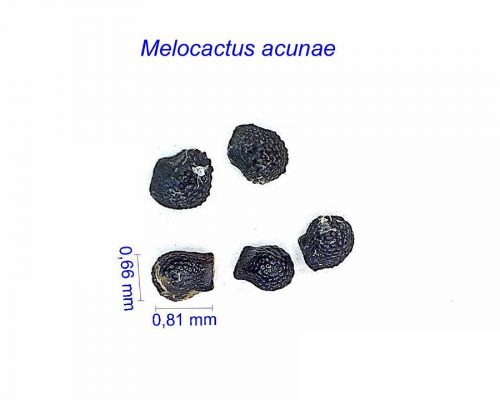 بذر Melocactus acunae