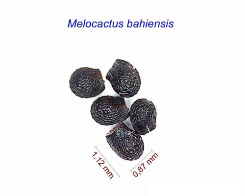 بذر Melocactus bahiensis