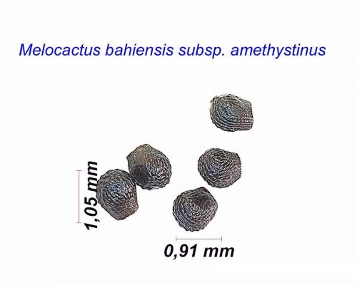 بذر Melocactus bahiensis amethystinus