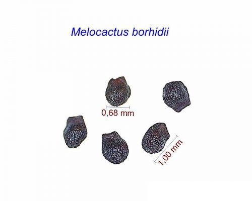 بذر Melocactus borhidii
