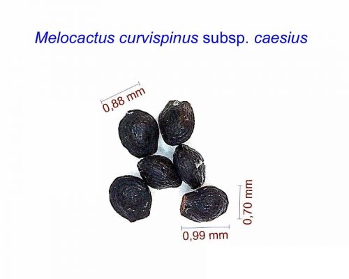 بذر Melocactus curvispinus
