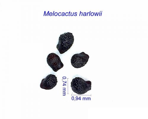 بذر Melocactus harlowii