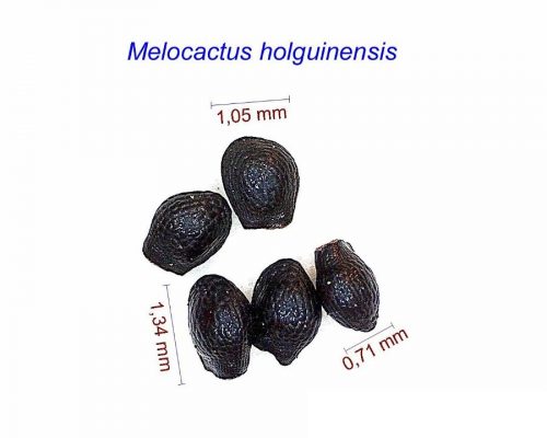 بذر Melocactus holguinensis