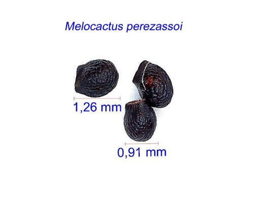 بذر Melocactus perezassoi