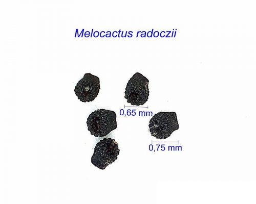 بذر Melocactus radoczii