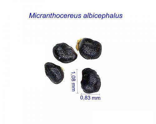 بذر Micranthocereus albicephalus