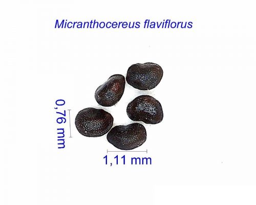 بذر Micranthocereus flaviflorus