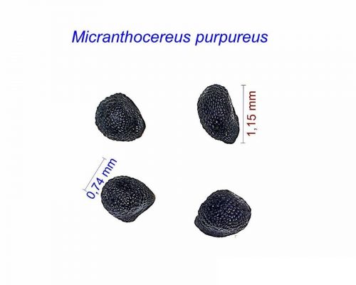 بذر Micranthocereus purpureus