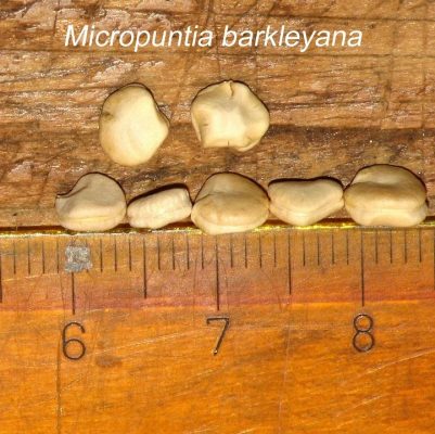 بذر Micropuntia barkleyana