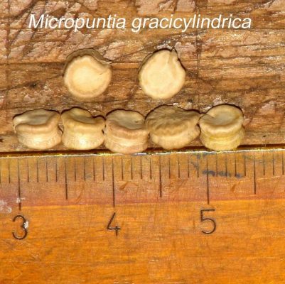 بذر Micropuntia gracilicylindrica