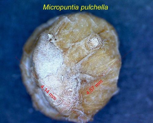 بذر Micropuntia pulchella