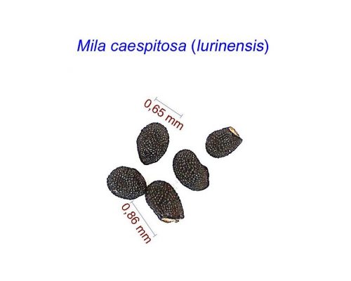 بذر Mila caespitosa lurinensis
