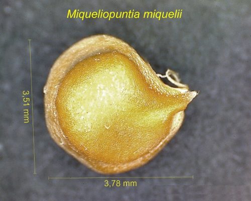 بذر Miqueliopuntia miquelii