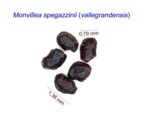 بذر Monvillea spegazzinii