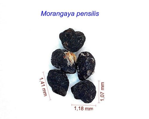 بذر Morangaya pensilis