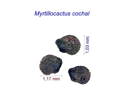 بذر Myrtillocactus cochal