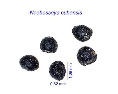 بذر Neobesseya cubensis