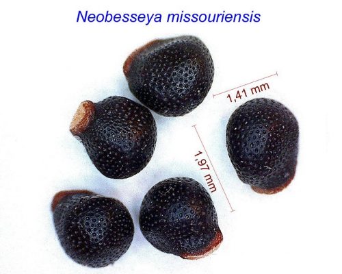 بذر Neobesseya missouriensis