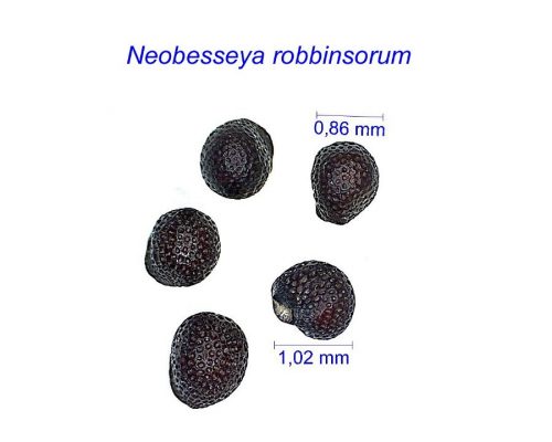 بذر Neobesseya robbinsorum