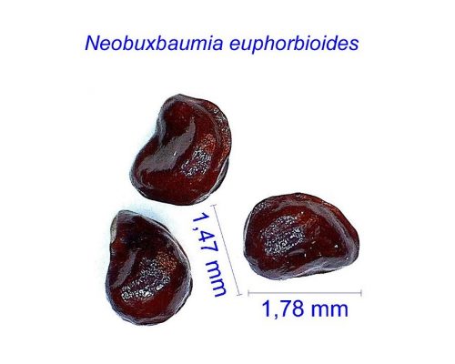 بذر Neobuxbaumia euphorbioides