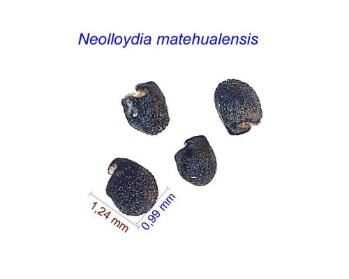 بذر Neolloydia matehualensis