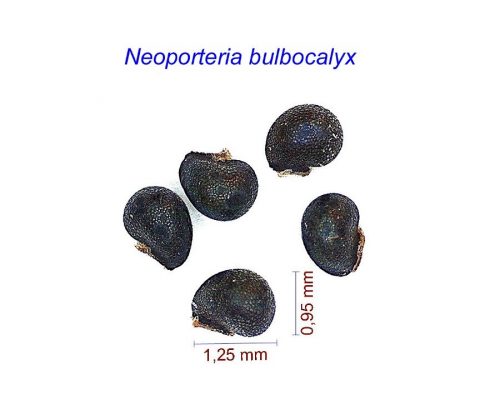 بذر Neoporteria bulbocalyx