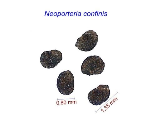 بذر Neoporteria confinis