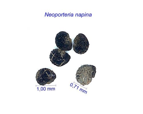 بذر Neoporteria napina