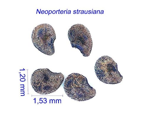 بذر Neoporteria strausiana