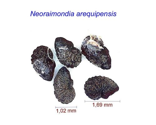 بذر Neoraimondia arequipensis