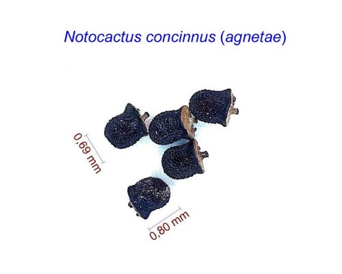 بذر Notocactus concinnus