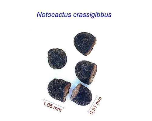 بذر Notocactus crassigibbus