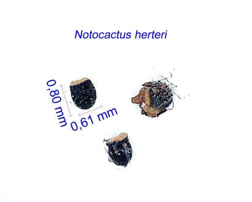 بذر Notocactus herteri