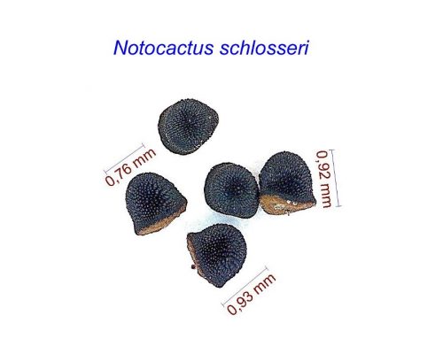 بذر Notocactus schlosseri