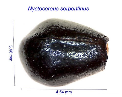 بذر Nyctocereus serpentinus