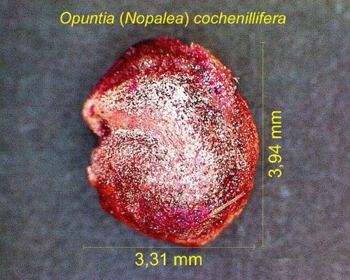 بذر Opuntia (Nopalea) cochenillifera