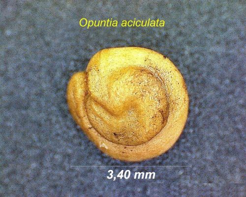 بذر Opuntia aciculata seeds