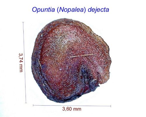 بذر Opuntia ex Nopalea dejecta