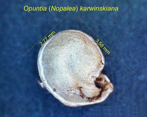 بذر Opuntia ex Nopalea karwinskiana