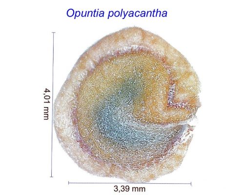 بذر Opuntia polyacantha