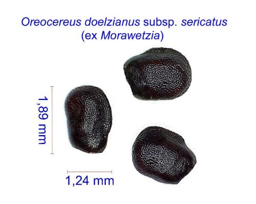 بذر Oreocereus Morawetzia sericata