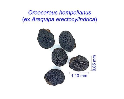 بذر Oreocereus hempelianus ex Arequipa erectocylindrica