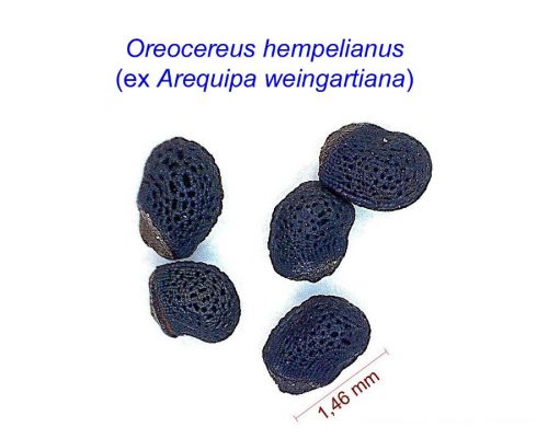 بذر Oreocereus hempelianus ex Arequipa weingartiana