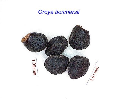 بذر Oroya borchersii