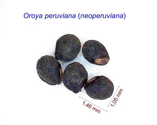 بذر Oroya peruviana neoperuviana