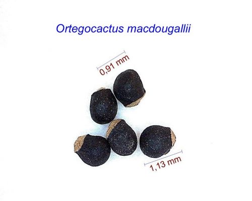 بذر Ortegocactus macdougallii